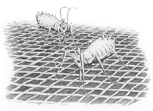 Insektsväv Vicona 600 0,6x0,6mm i rulle om 1,95x100meter mononät 600 lusnät