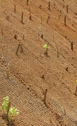 Kokosv&auml;v p&aring; vall med v&auml;xtlighet